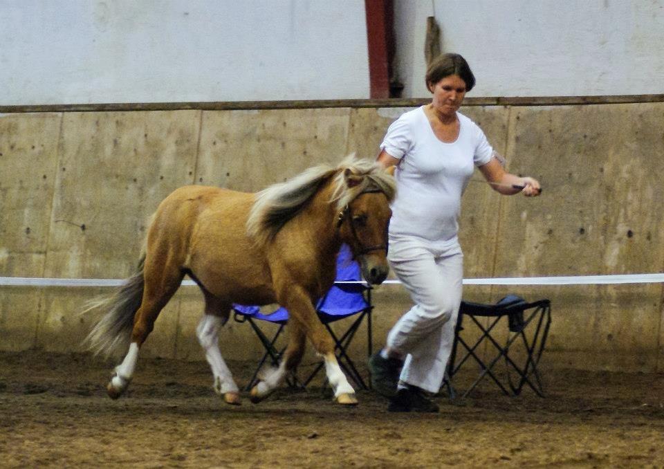 Shetlænder Aladdin af Bjørholm - 25/8-12. Fremvisning i trav til føl- og plagskue i Vestbirk. (Fotograf: Helena Jørgensen) billede 18