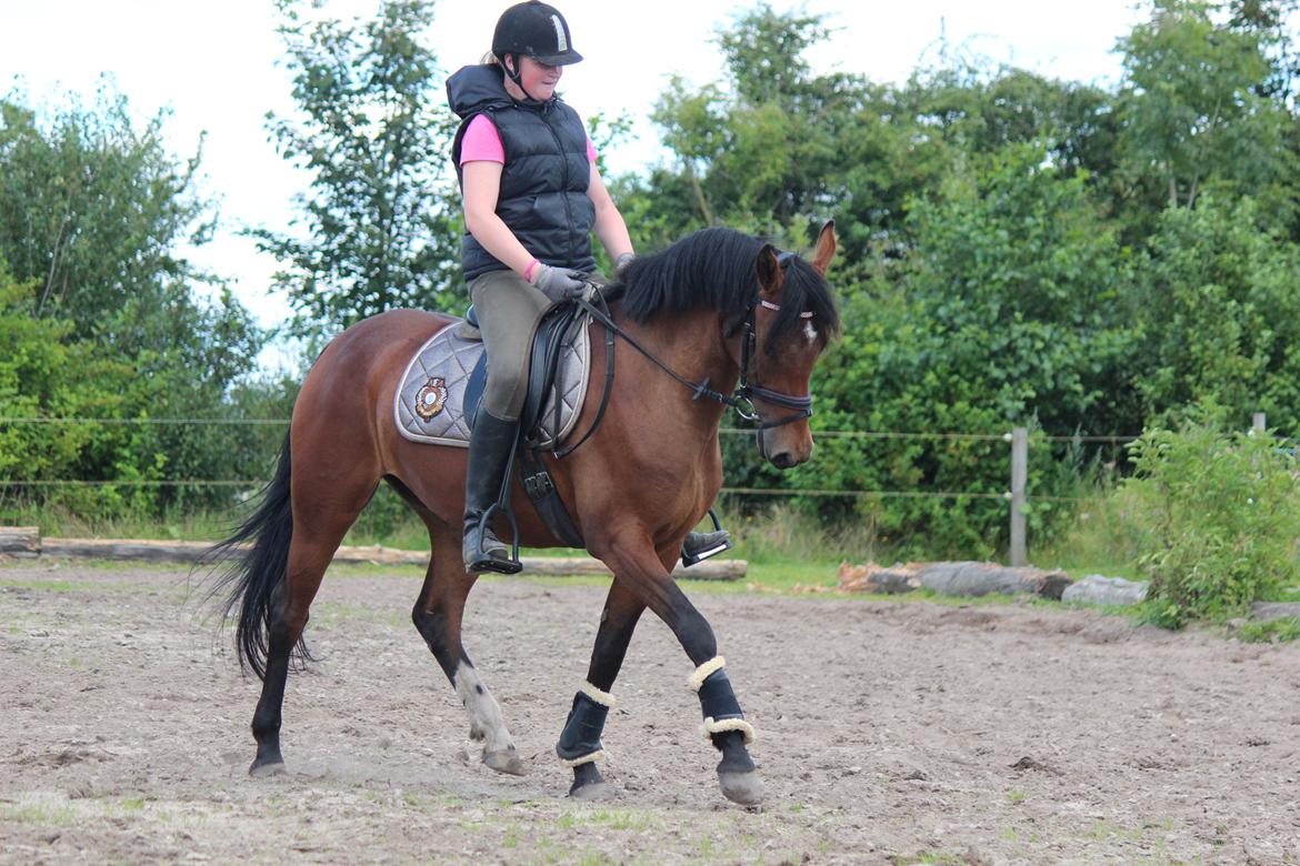 DSP Shamrocks Massa E Cozzile billede 13