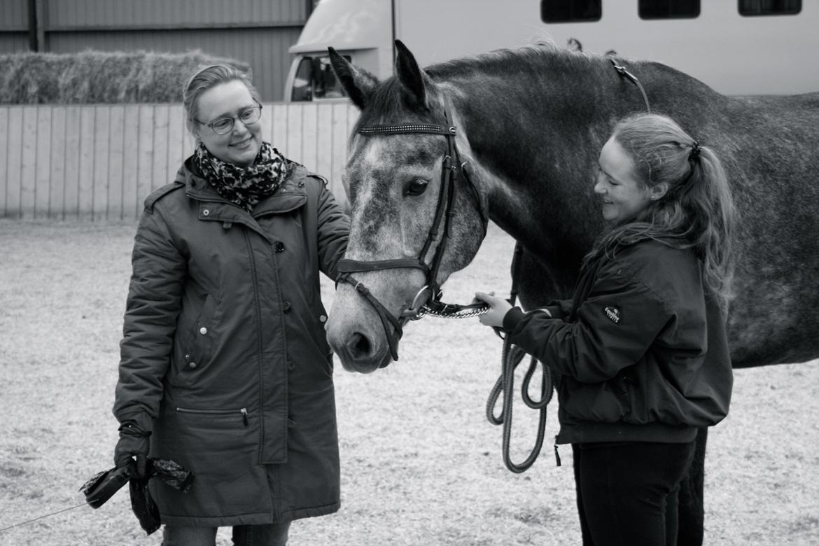 Dansk Varmblod Cayenne - Stjernen!
Fotograf: Preben billede 9