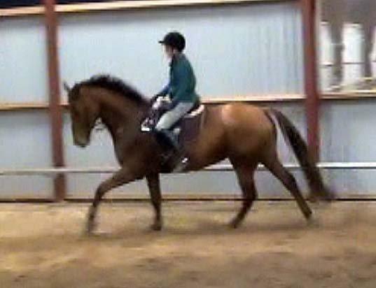 Trakehner Herbstrose - Billeder er taget fra en video, men mig selv på Rose! Jeg er selv begyndt at ride hende lidt igen, og syntes selv det går rigtig godt! billede 20