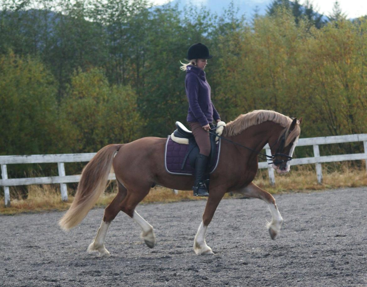 Welsh Cob (sec D) Oppheims Lorenzo - Han kan å løfte sine ben! billede 10