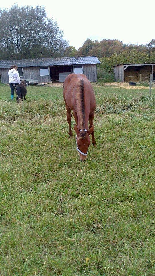 Anden særlig race Royal z`s Fighter billede 6