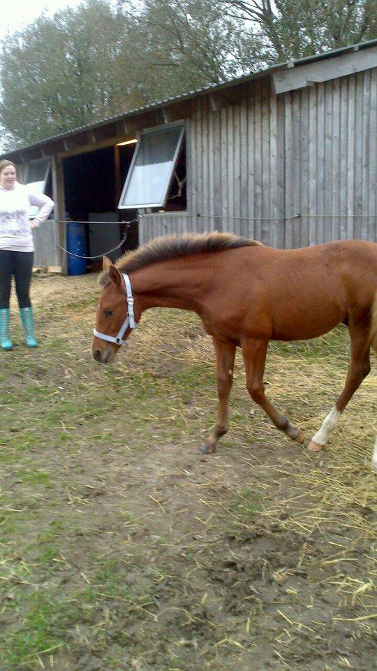 Anden særlig race Royal z`s Fighter billede 7