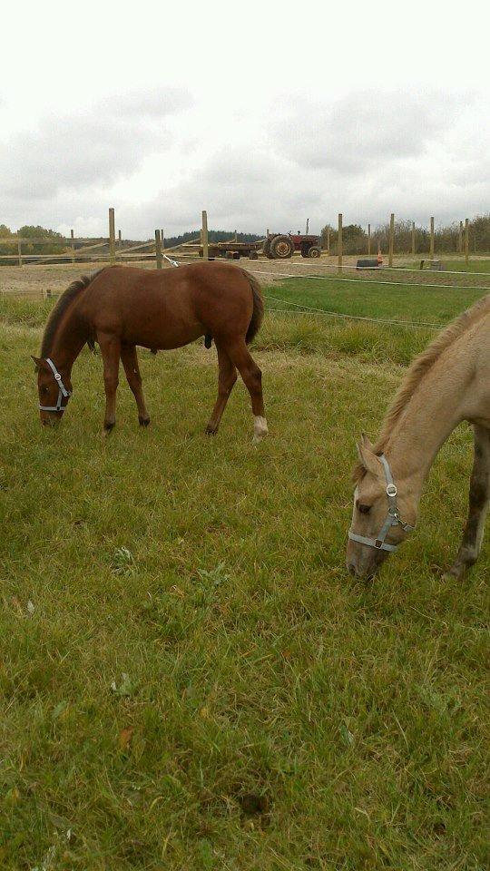 Anden særlig race Royal z`s Fighter billede 8