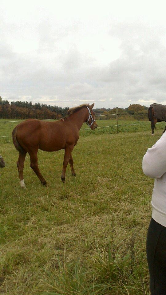 Anden særlig race Royal z`s Fighter billede 9