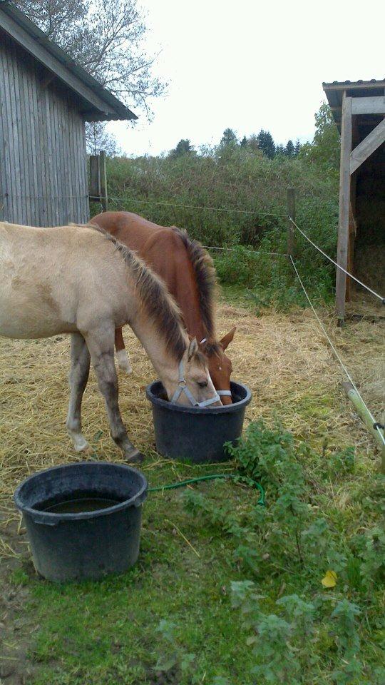 Anden særlig race Royal z`s Fighter billede 10