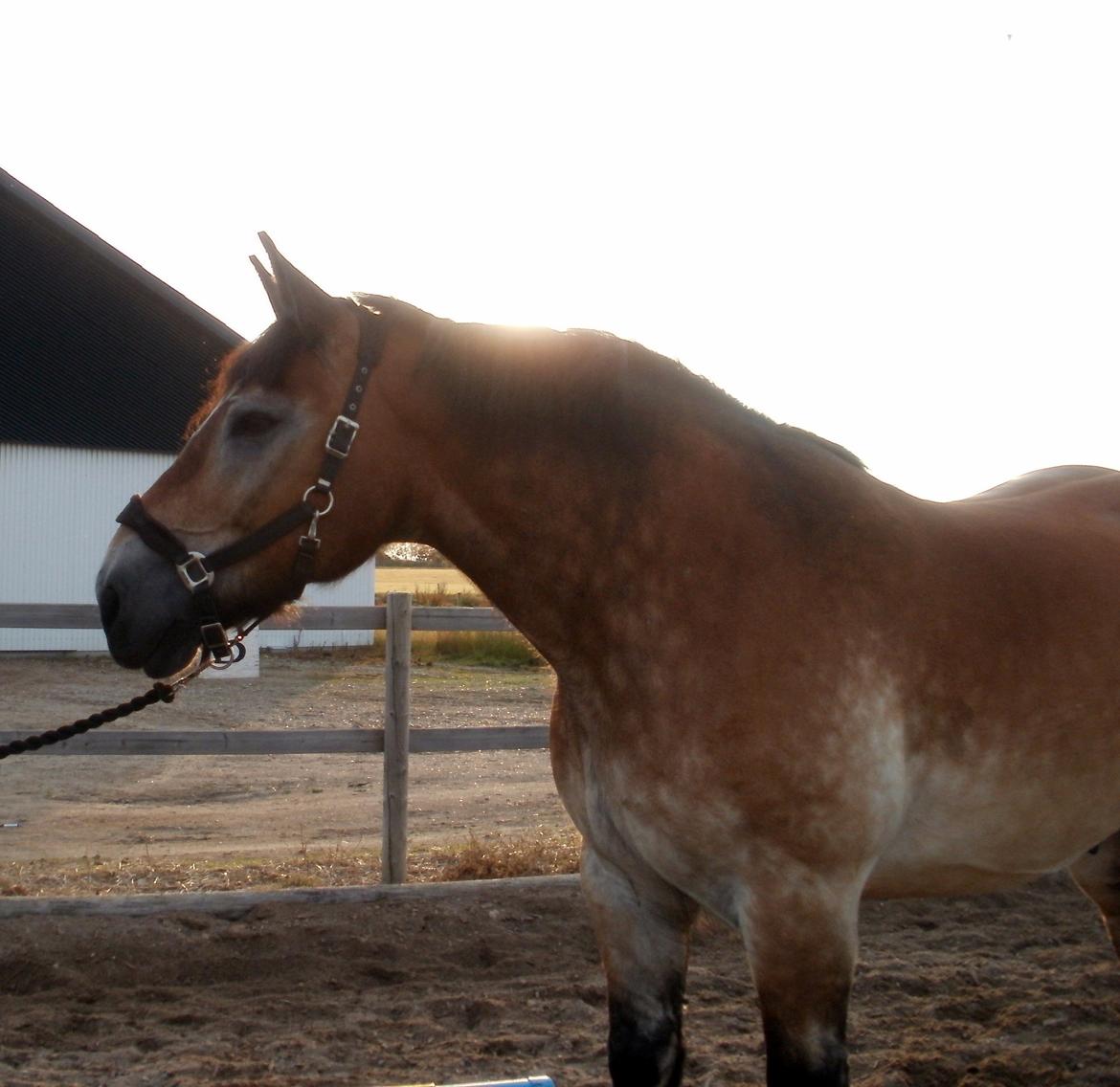 Belgier - Møffe (Basse) billede 6