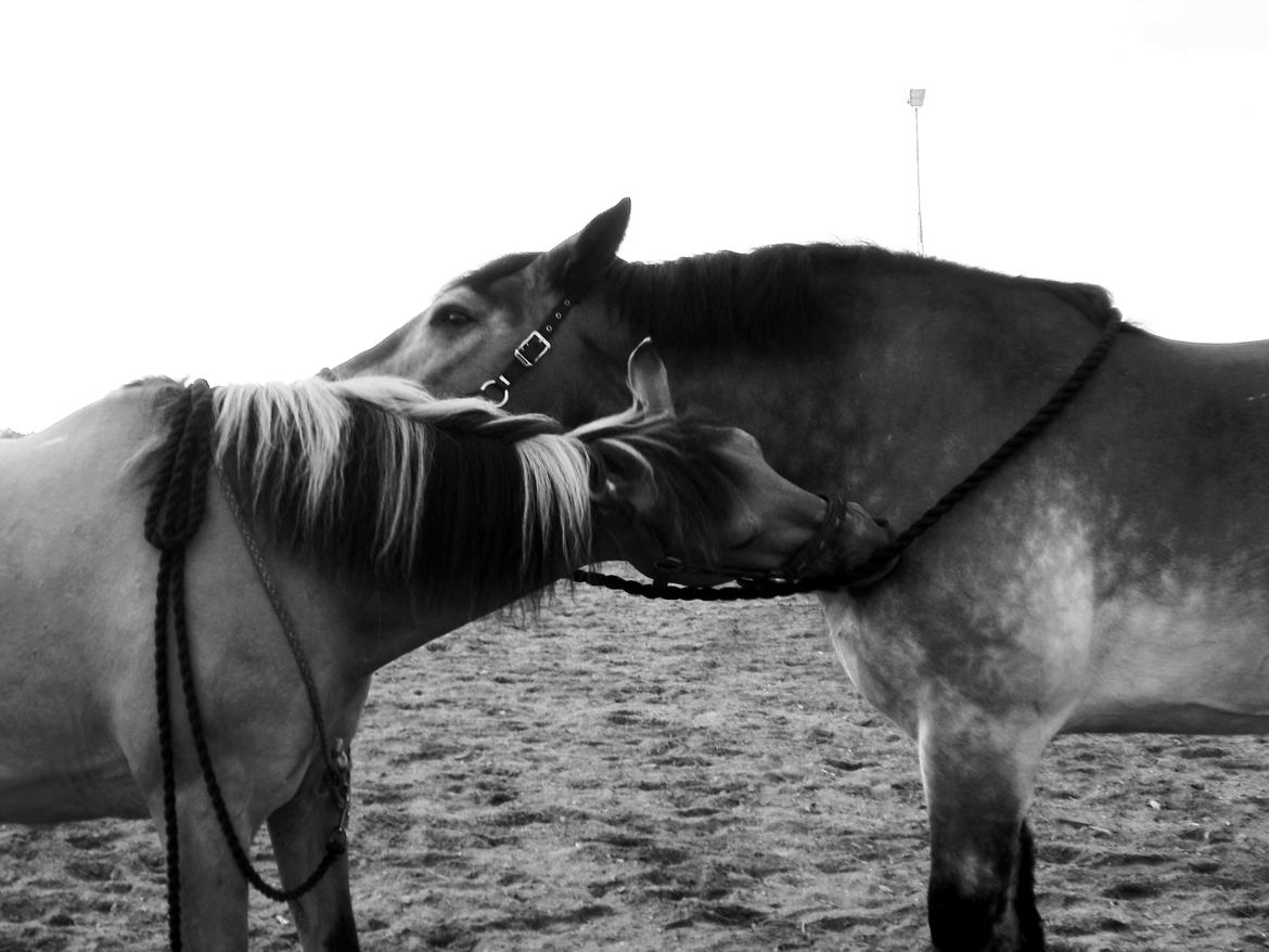 Belgier - Møffe (Basse) billede 7