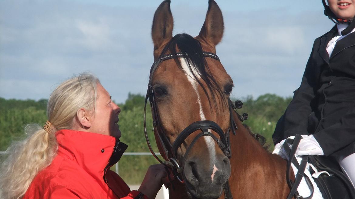 Arabisk fuldblod (OX) Mr. Leon billede 4