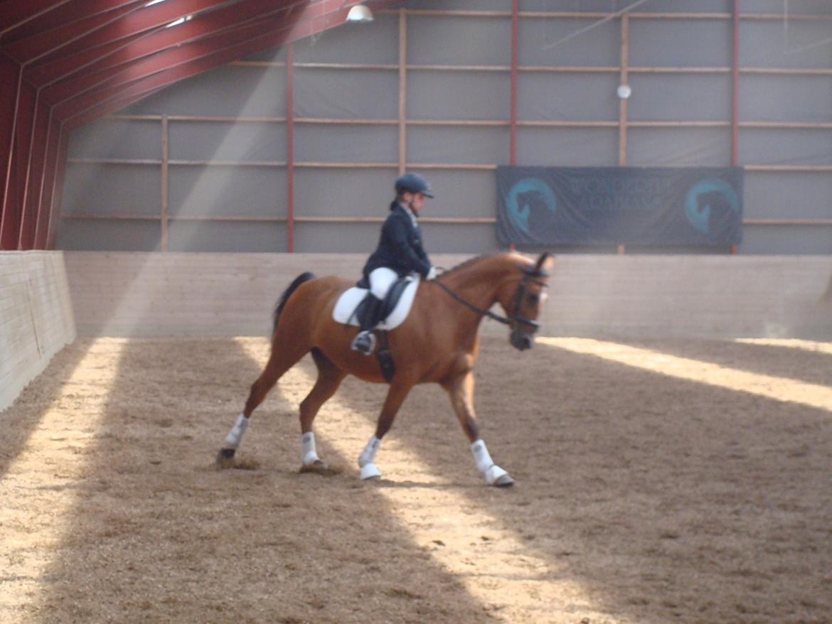 Arabisk fuldblod (OX) Mr. Leon billede 11