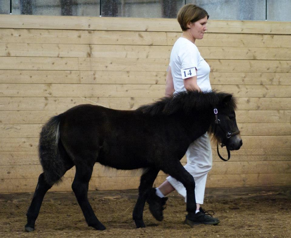 Shetlænder Bellis af Bjørholm - 25/8-12. Fremvisning i skridt til følskue i Vestbirk. (Fotograf: Helena Jørgensen) billede 16