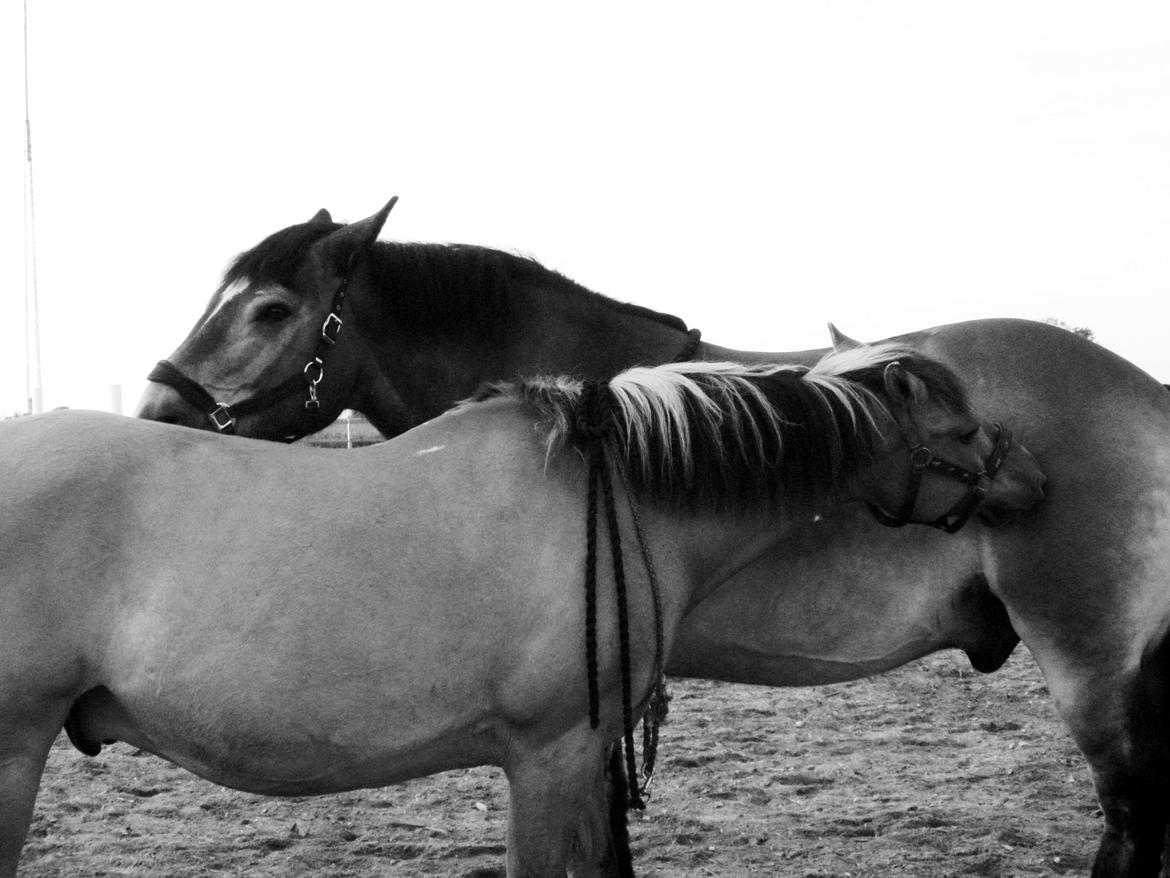 Belgier - Møffe (Basse) billede 8