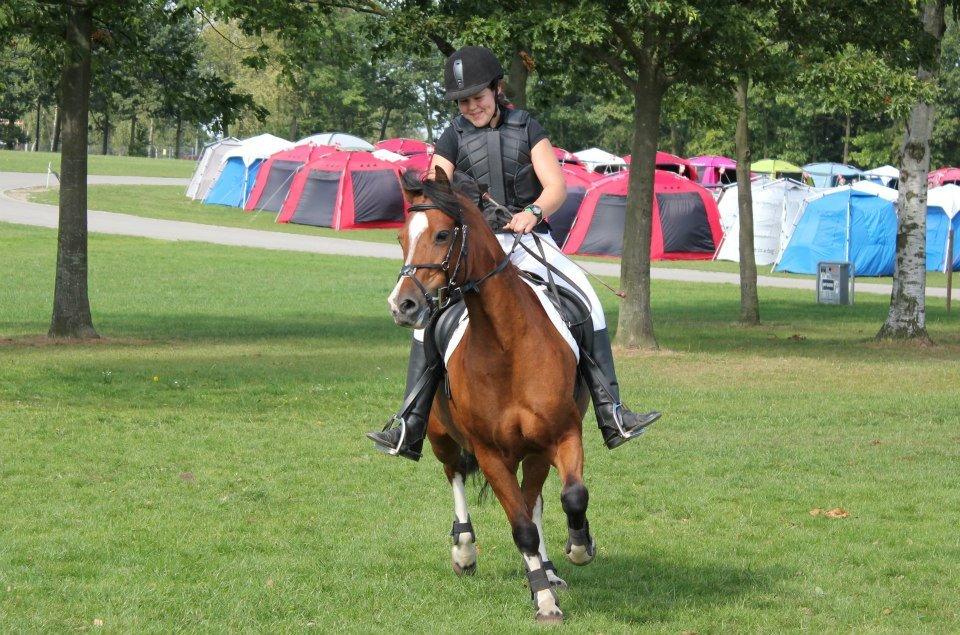 Welsh Pony af Cob-type (sec C) gribsvads Lady mary billede 3