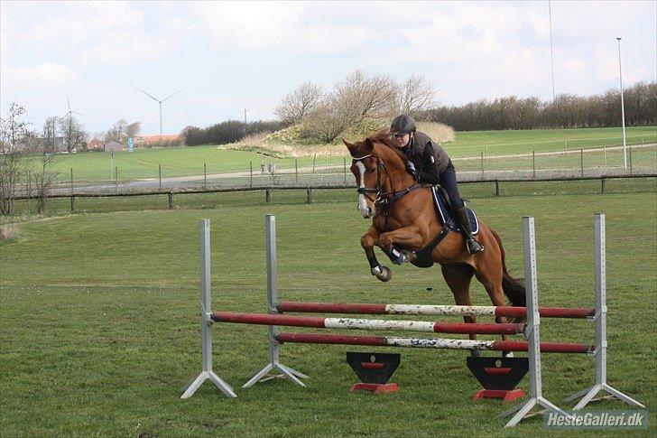 Polsk Varmblod Flet billede 16