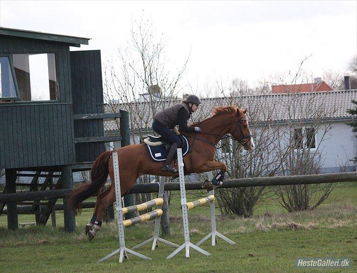 Polsk Varmblod Flet billede 17