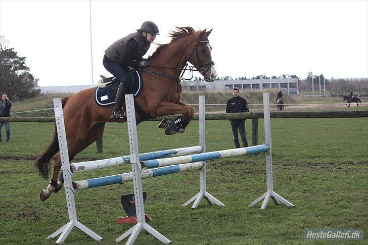 Polsk Varmblod Flet billede 18