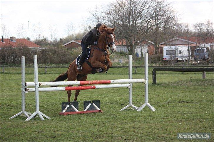 Polsk Varmblod Flet billede 19