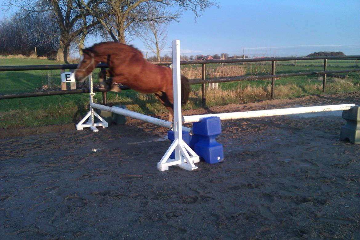 Welsh Pony af Cob-type (sec C) gribsvads Lady mary billede 14