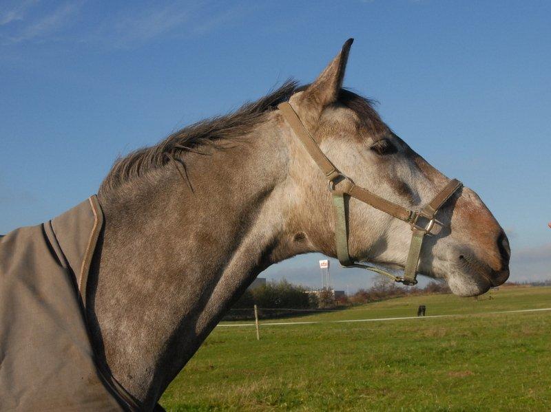 Anden særlig race Hegnsholts Felix - Lillemus i dejligt efterårsvejr 21.10.12 billede 14