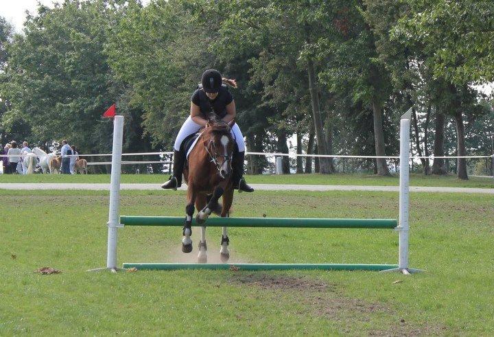 Welsh Pony af Cob-type (sec C) gribsvads Lady mary billede 4