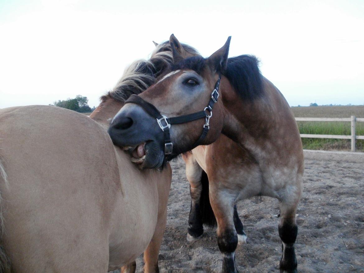 Belgier - Møffe (Basse) billede 9