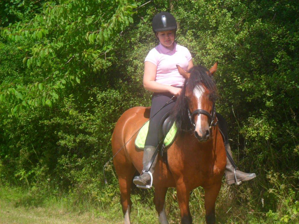 Welsh Pony af Cob-type (sec C) gribsvads Lady mary billede 15