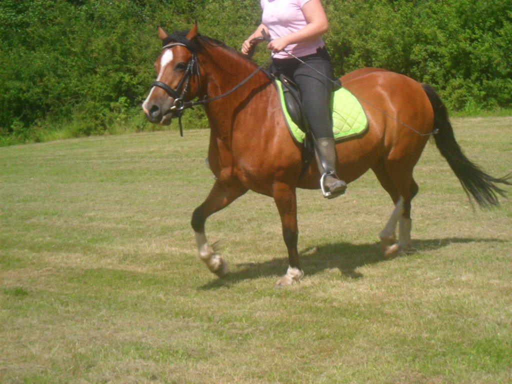 Welsh Pony af Cob-type (sec C) gribsvads Lady mary billede 17