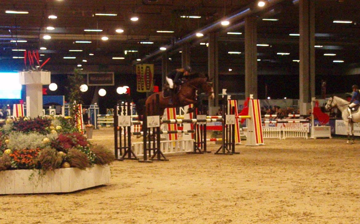 Dansk Varmblod Hedens Diva - JBK Horse Show 2012 - LA2**. billede 10