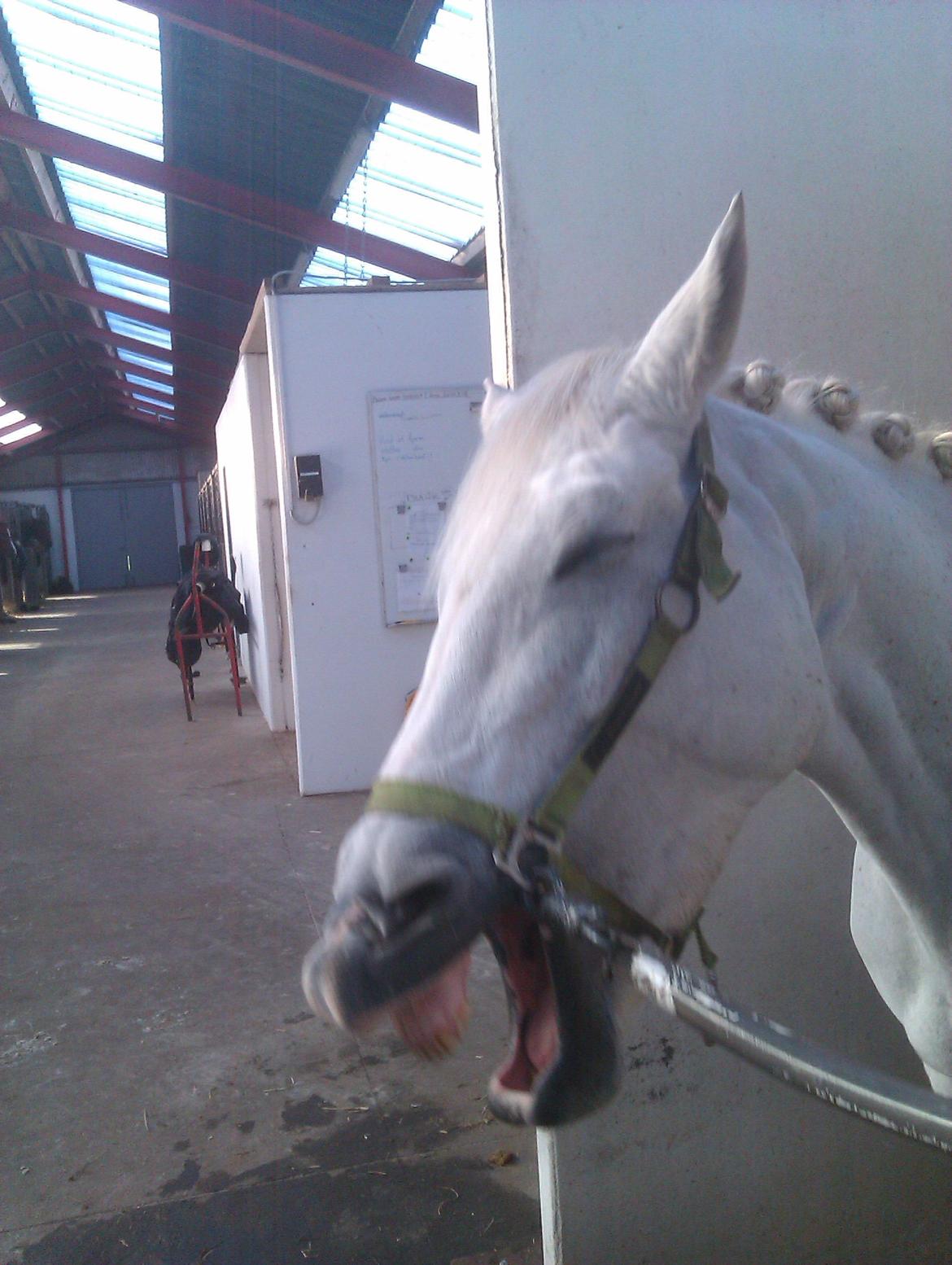 Anden særlig race Stella *solgt:,(<3* - "Der er ingen der er perfekte, men mig og dig er er perfekte for hinanden." billede 14