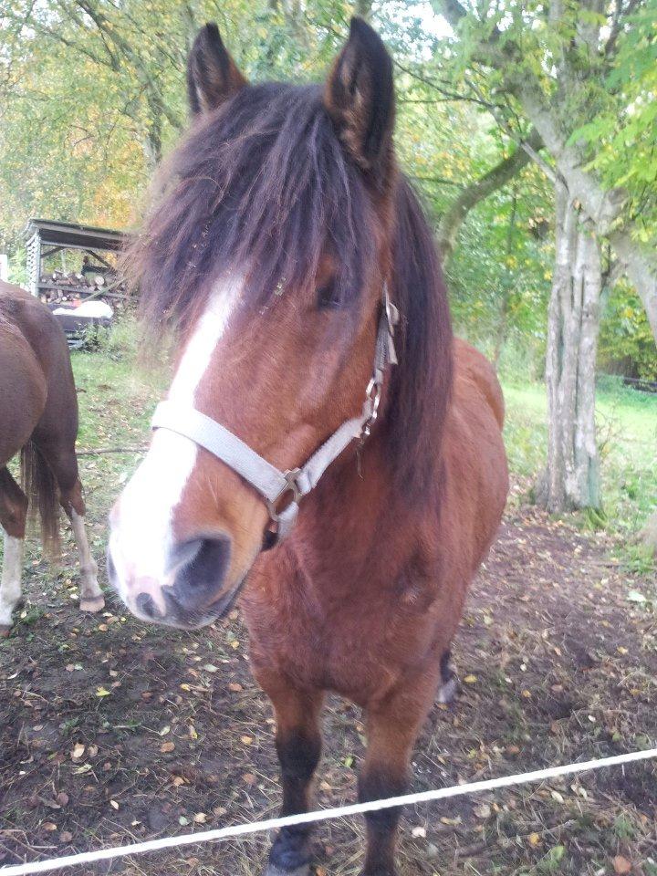 Anden særlig race Lucas. - 22/10/-2012. billede 4