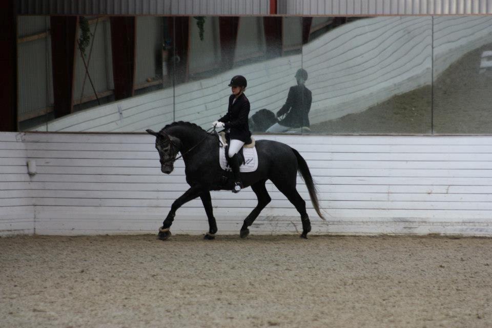 Dansk Varmblod I´matric billede 12