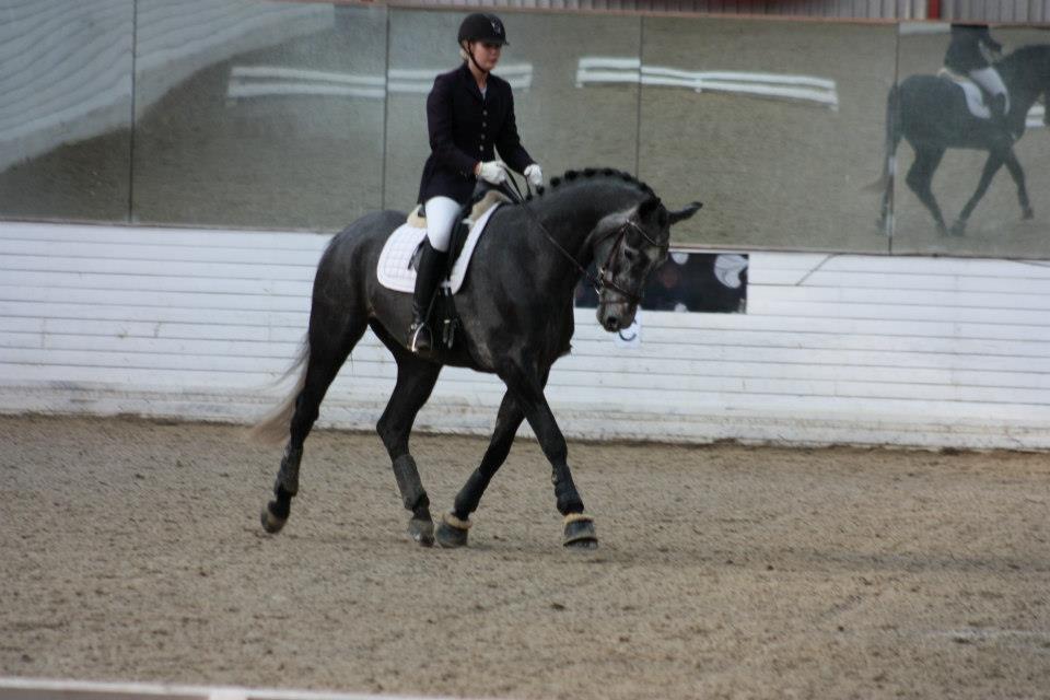 Dansk Varmblod I´matric billede 13