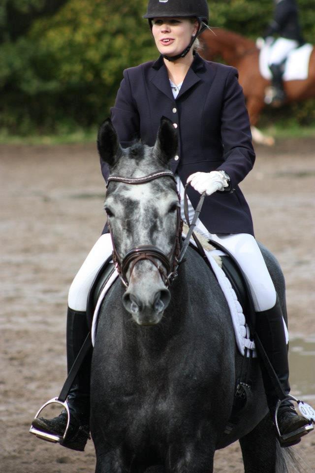 Dansk Varmblod I´matric billede 14