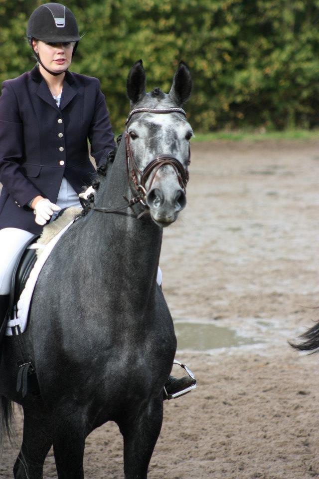 Dansk Varmblod I´matric billede 3