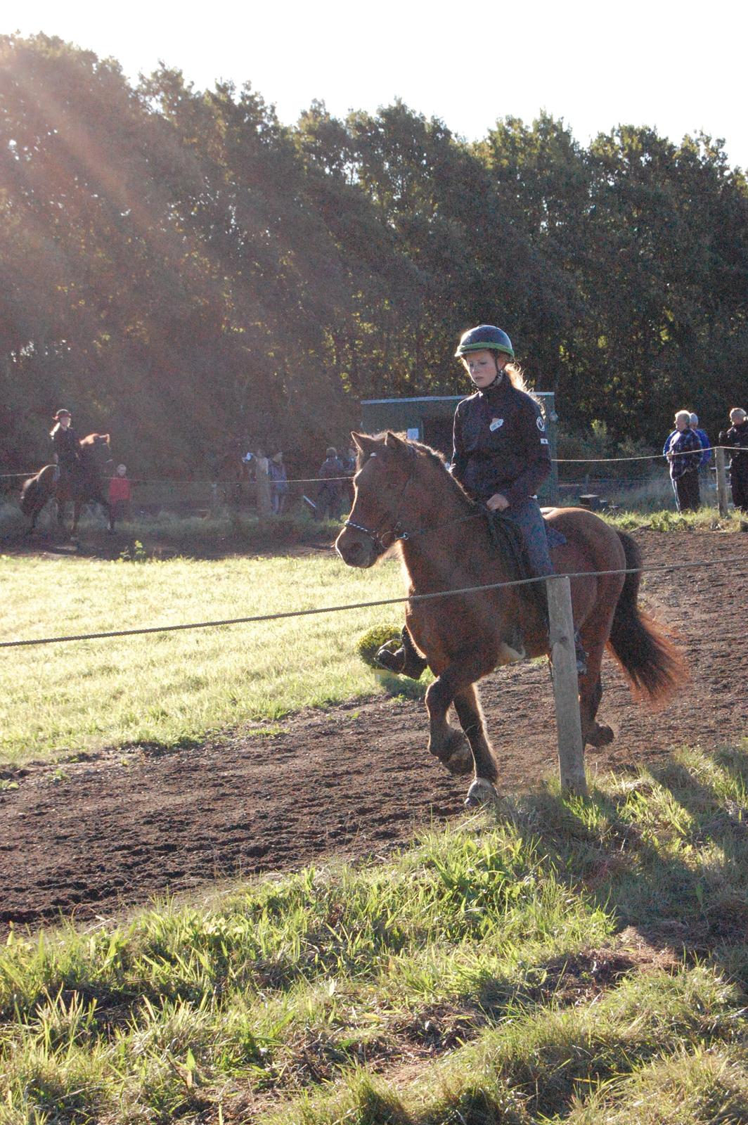 Islænder Stormur Fra Hvolbæk *Hvil I Fred* -  T.8 :)  billede 13