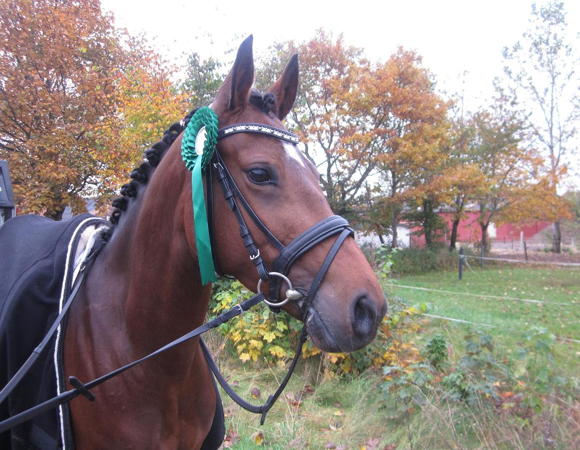 Welsh Partbred (Sec F) Bjirmen´s Maryse RSDH - En delt 4. plads til stævne i Højris Rideklub. billede 15