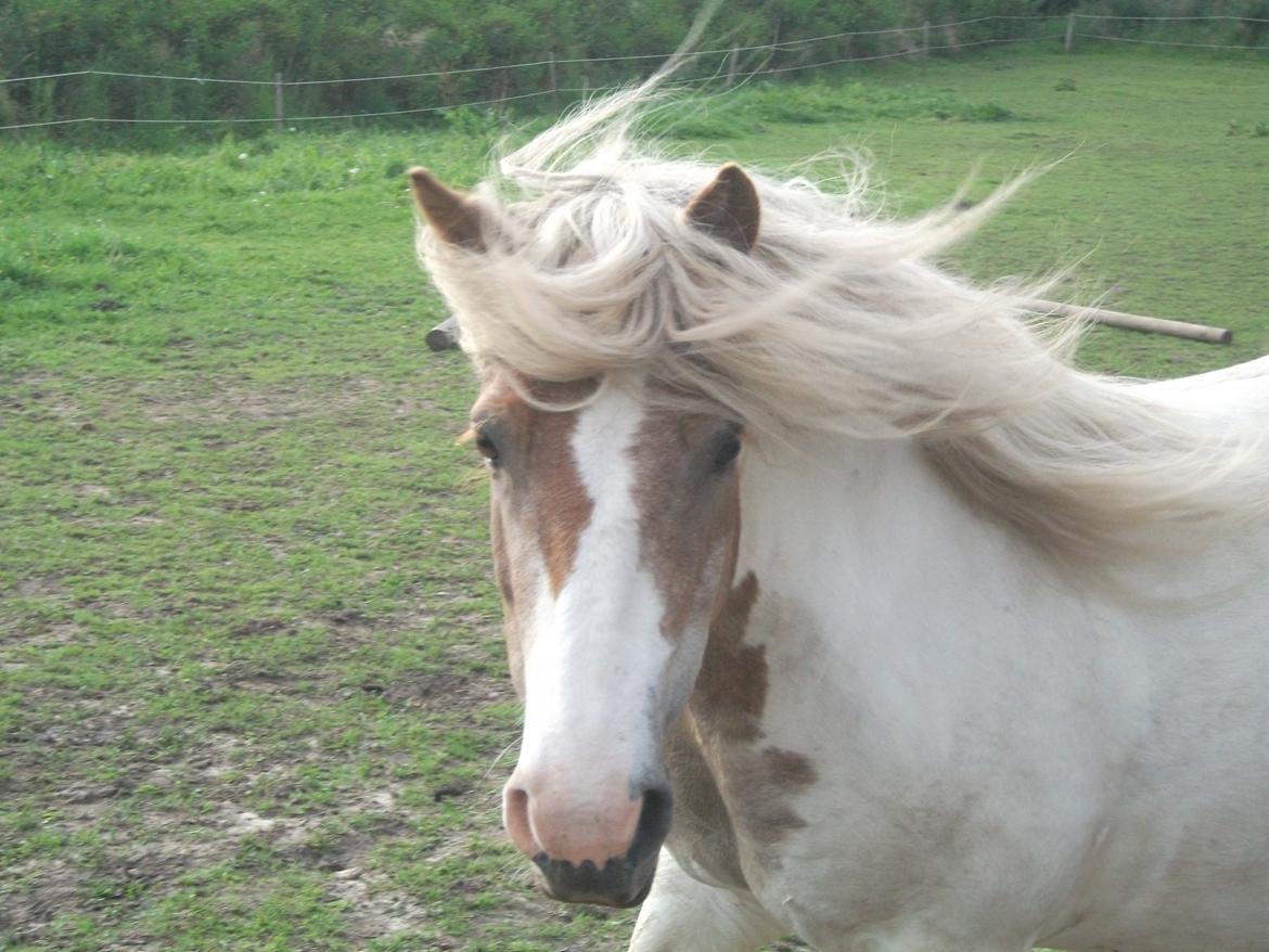 Anden særlig race Prins billede 14
