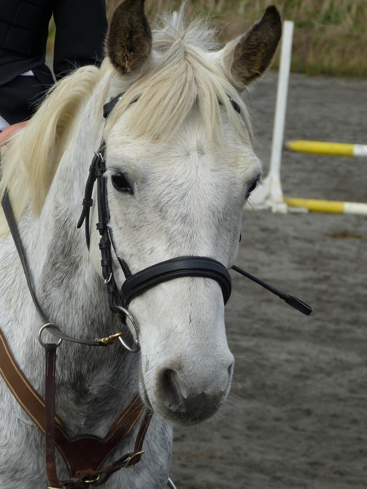 Connemara Teglstrups Samos - Smukke Samos <3 Taget af: Mig billede 2