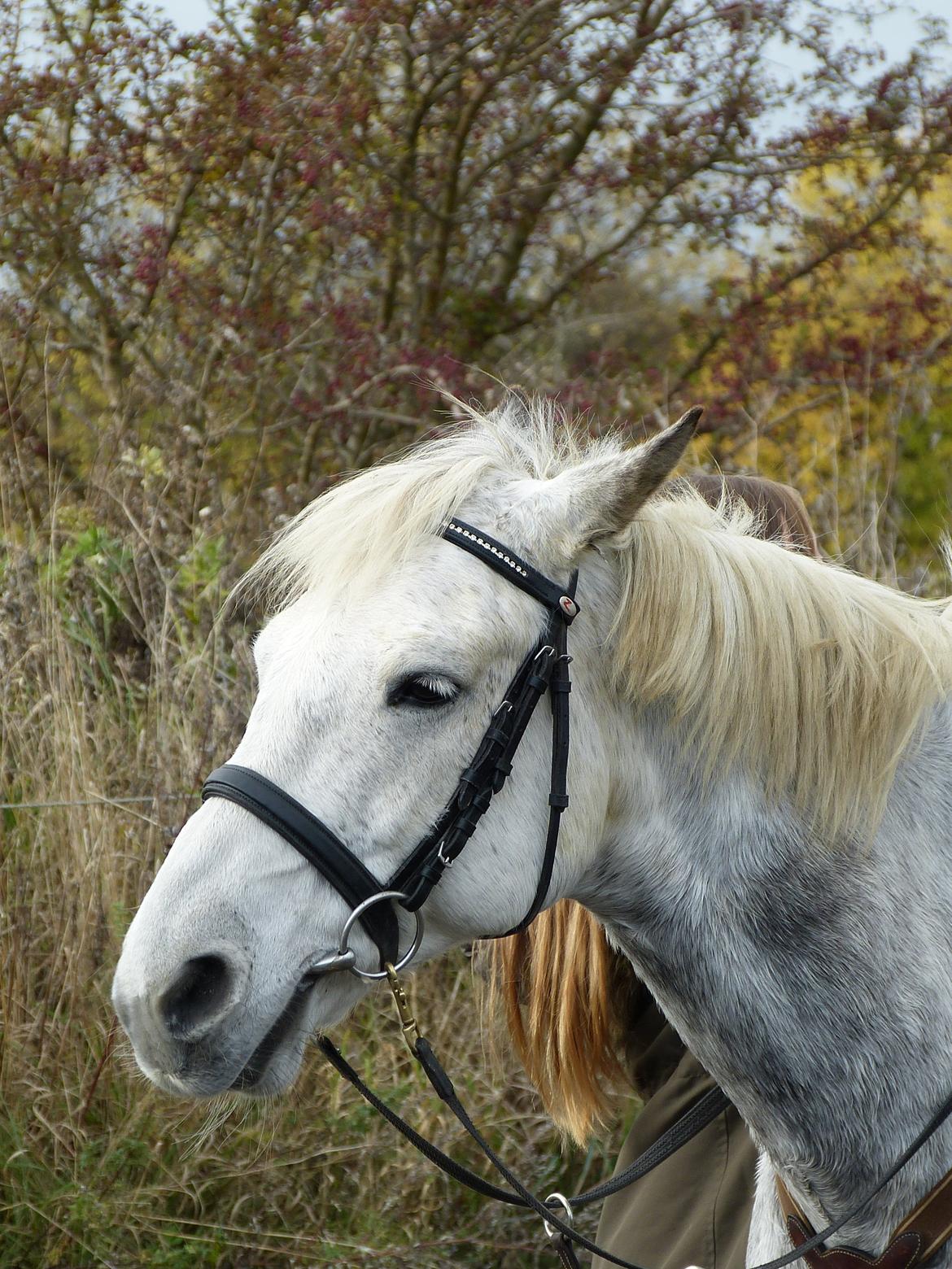 Connemara Teglstrups Samos - Lidt sur når man får spændt gjord? Taget af: Mig billede 6