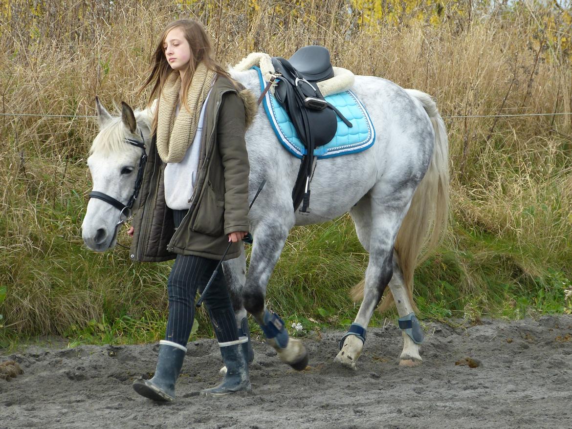 Connemara Teglstrups Samos - Bliver trækket rundt af min veninde Jehona.<3 Taget af: Mig billede 7