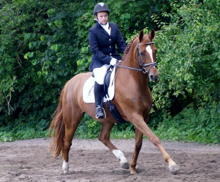 Dansk Varmblod Limone - Fuglebjerg Køre- og Rideforening, August 2012  - © Heidi Christensen billede 17