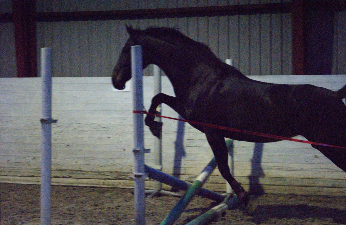 Dansk Varmblod Møllegårds Malou ~RDH~ - Heheh Springe kan hun ikk ;) billede 11