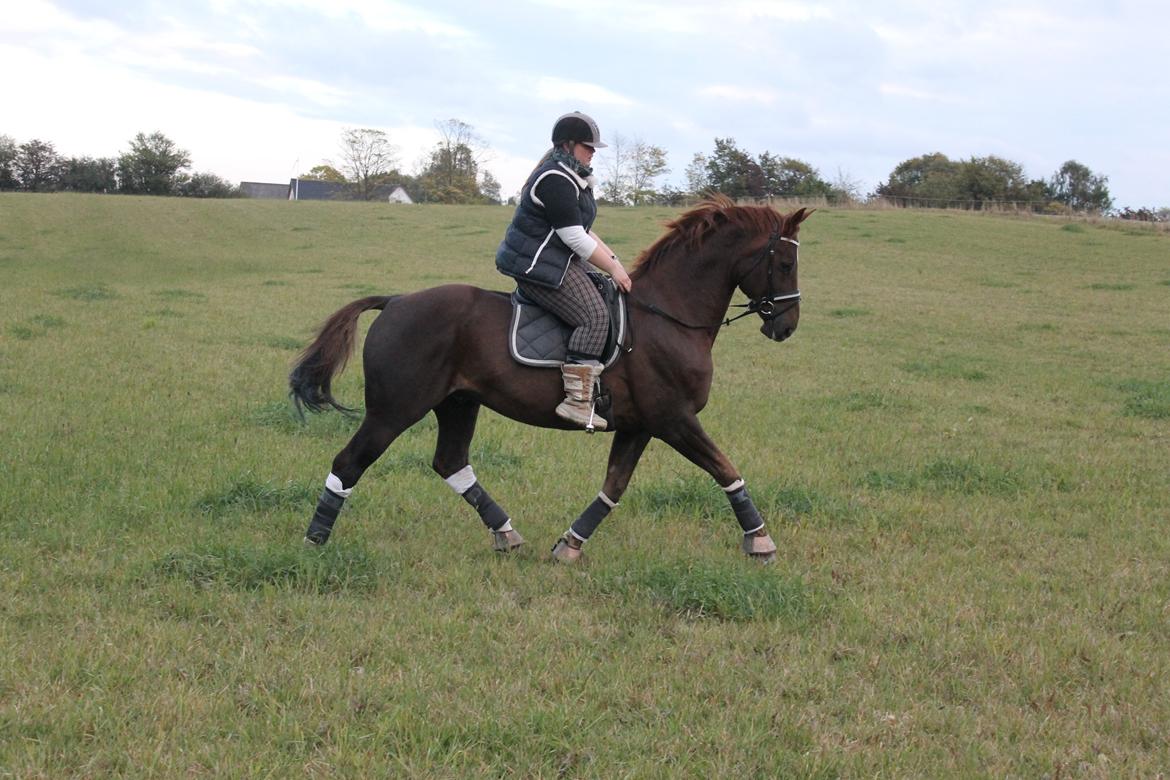 Hannoveraner Wikinger ;) - hygge tur med Kris i oktober. billede 4