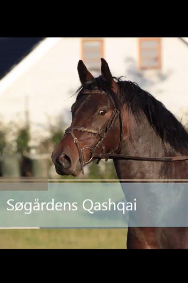 Anden særlig race Søgårdens qashqai solgt  billede 1