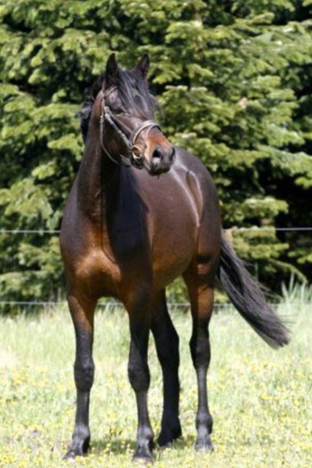 Anden særlig race Søgårdens qashqai solgt  billede 2