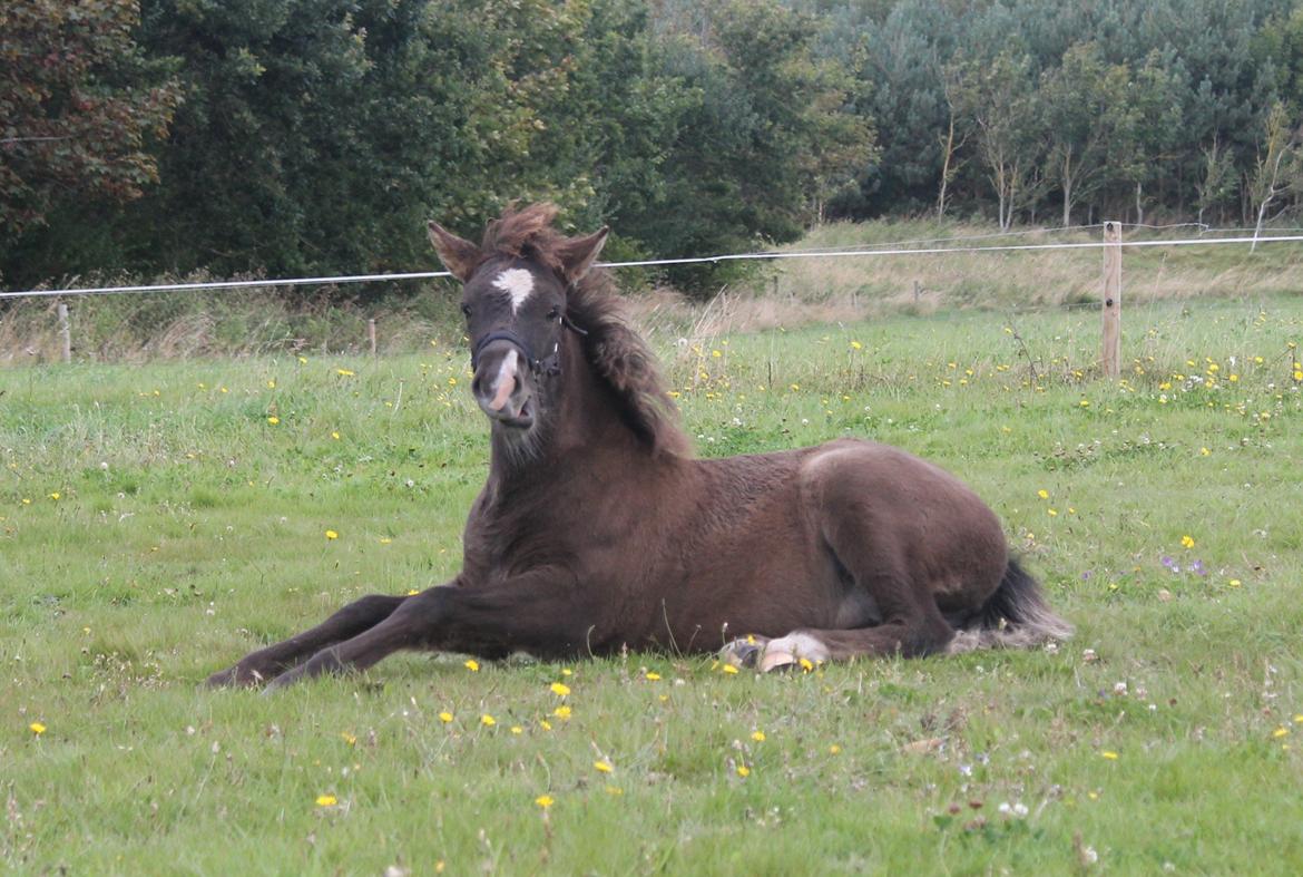 Islænder Villirós fra Vang billede 17