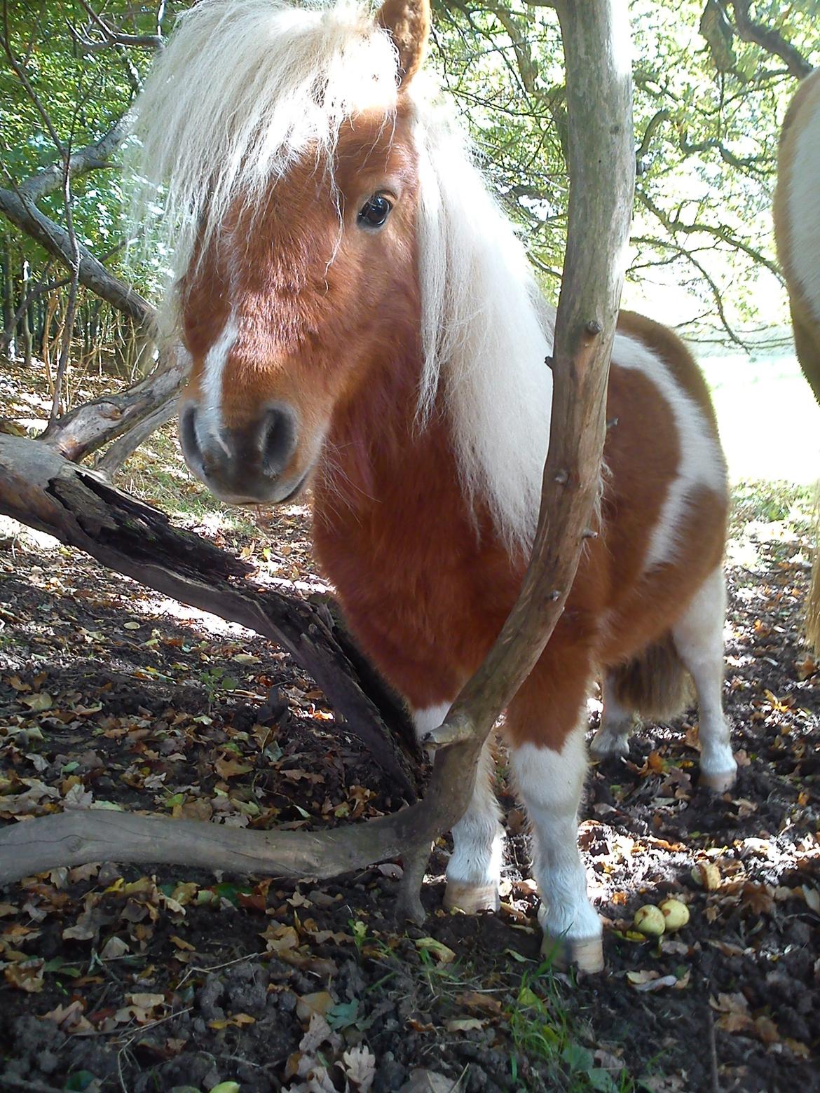 Miniature Ryttergaarden's Bertram - Velkommen til min profil, jeg håber i syntes om mig (: billede 1