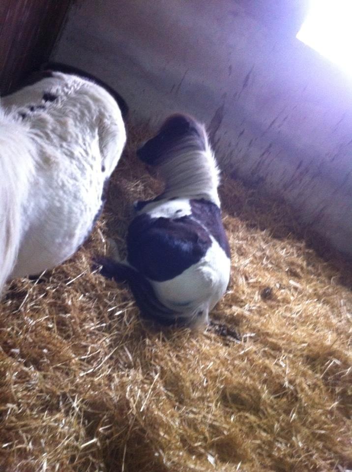 Anden særlig race Ricko <3my soulmate<3 billede 1