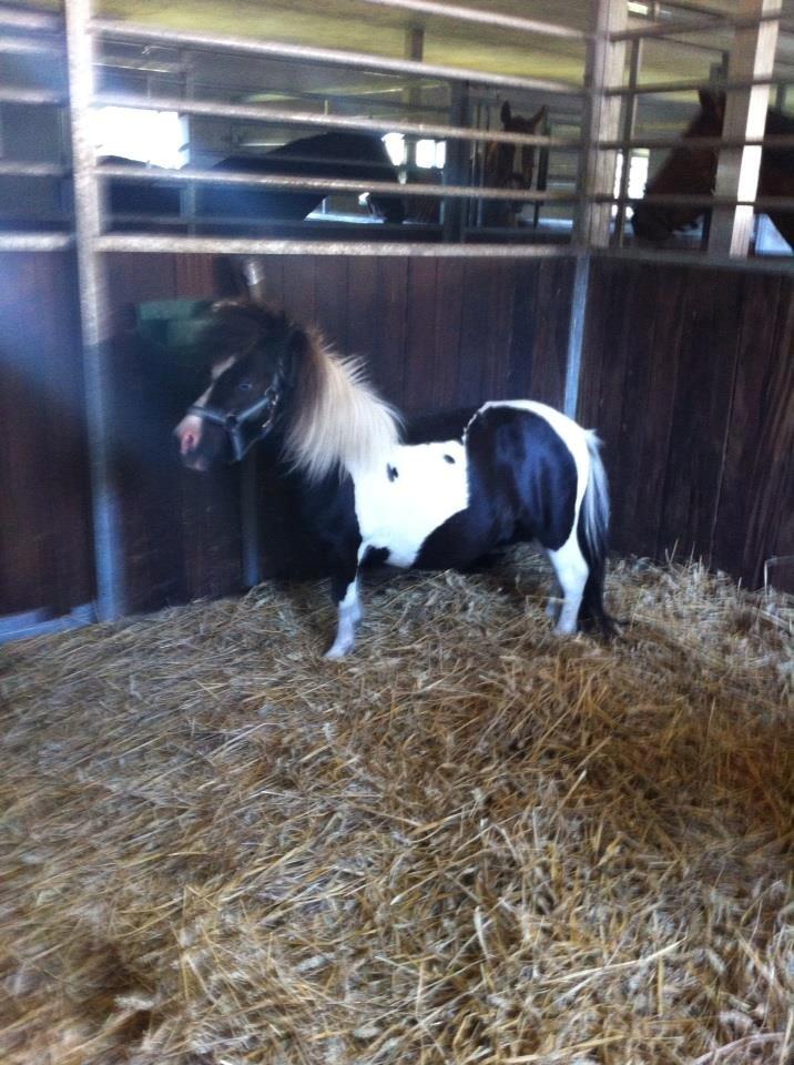 Anden særlig race Ricko <3my soulmate<3 billede 2