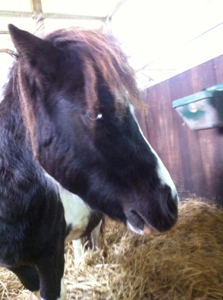 Anden særlig race Ricko <3my soulmate<3 billede 3